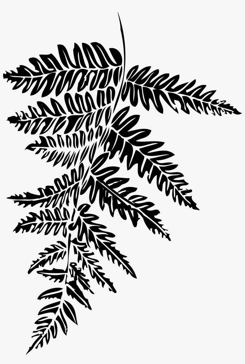 Fern, transparent png