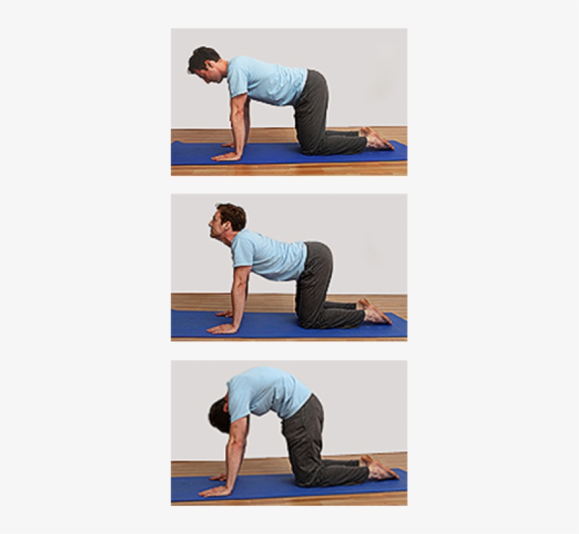 Cat Stretch - Marjariasana Cat Pose, transparent png