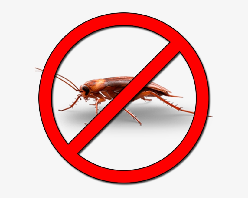 Desinsectación - Fuck Dunkin Donuts, transparent png