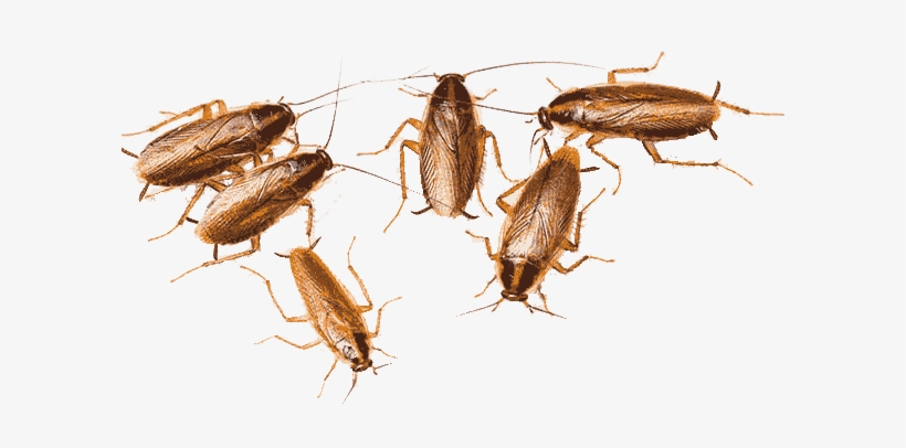 Cucaracha Alemana - 6 Cockroaches, transparent png