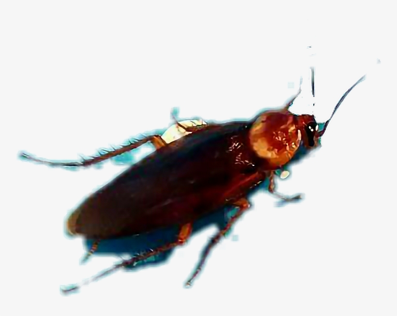 Report Abuse - Leaf Beetle, transparent png