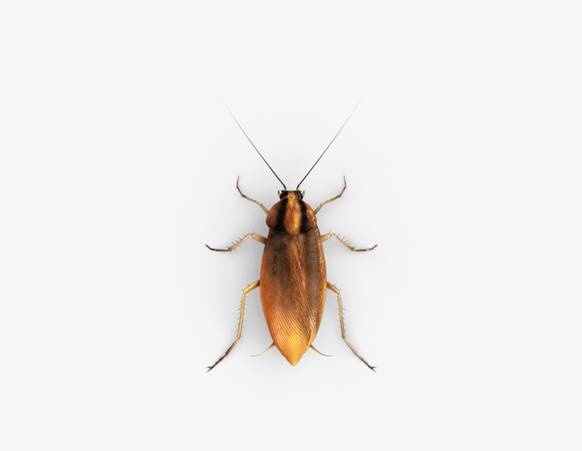 Small Roach, transparent png