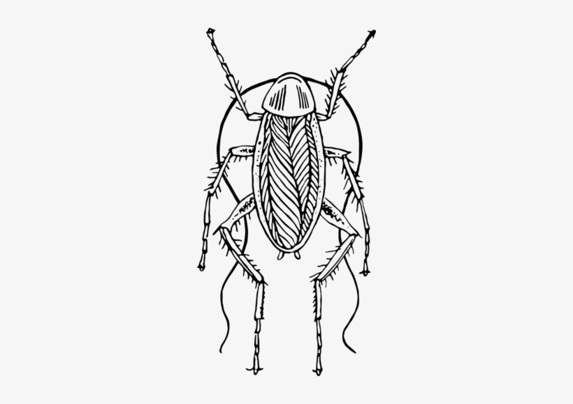 Cockroach - Black And White Cockroach Png, transparent png