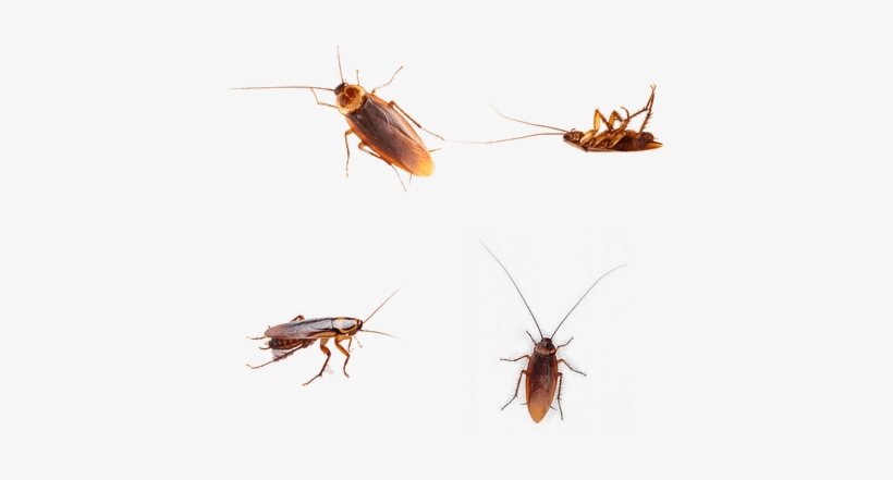 Cockroach, transparent png