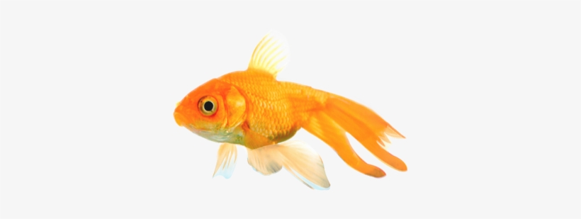 Png Peces - Imagenes Png De Peces, transparent png