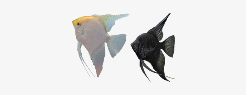 Llamado Científicamente Poecilia Sphenops, Este Pez - Tipos De Peces Png, transparent png