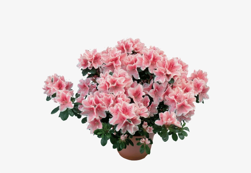 Azalea - Azalea Pianta, transparent png