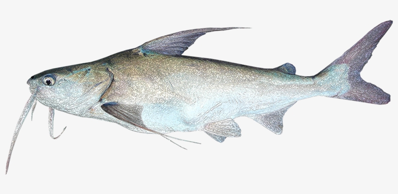 Pez Bagre Png, transparent png