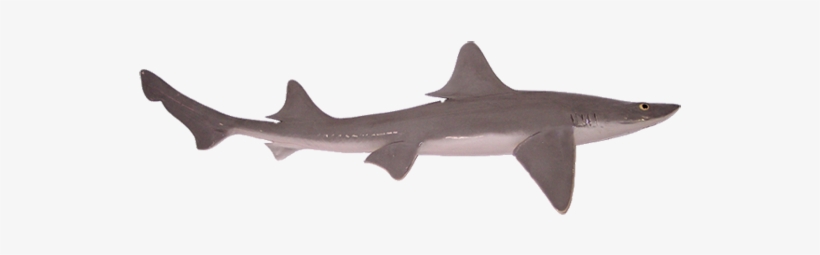 Dogfish D - Pacific Sturgeon, transparent png