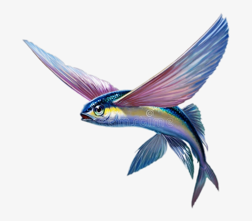 Pezvolador @12jfrk Pez Volador - Flying Fish, transparent png