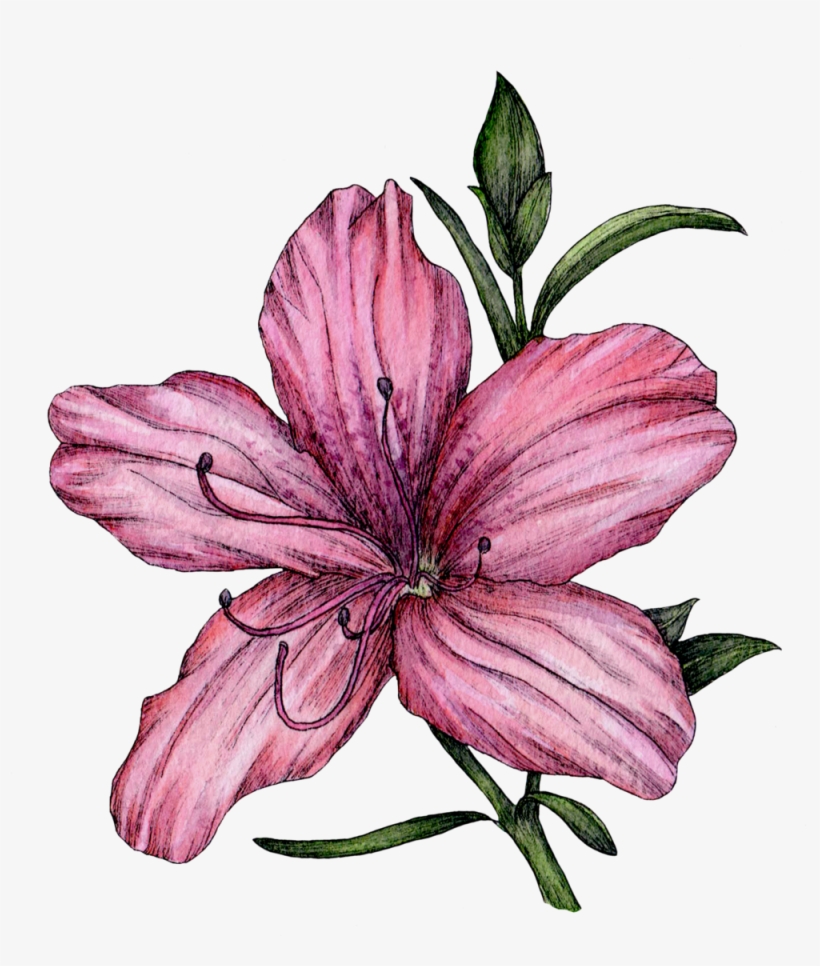 Azalea, transparent png