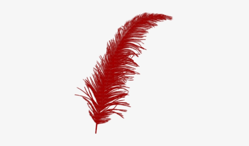 Plume Rouge - Golden Feather Transparent, transparent png