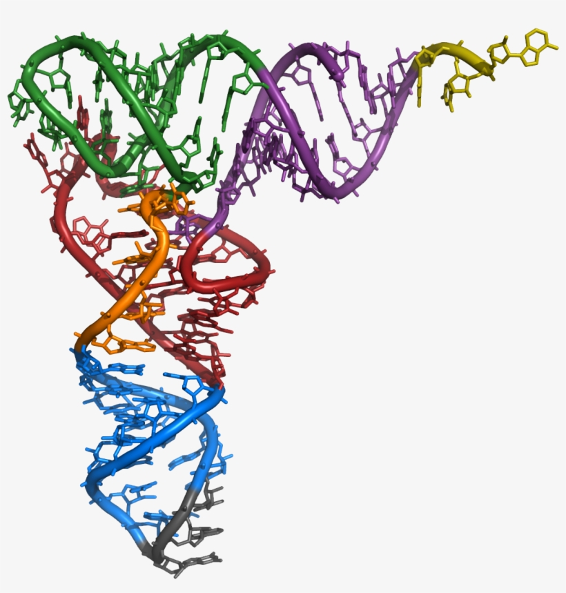 Structural Analysis Of Key Intermediary Between Genetic - Structural Features Of Yeast Phenylalanine Trna, transparent png