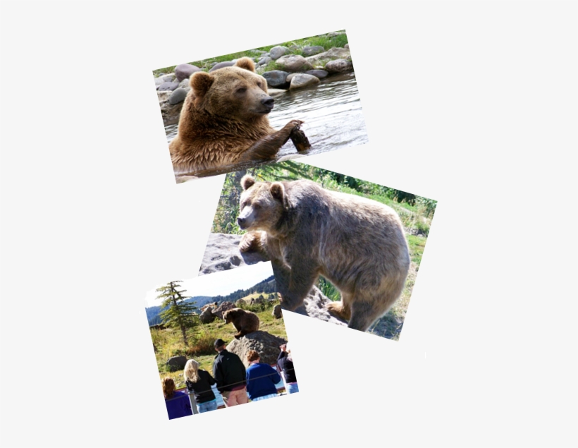 Rsp-b - Grizzly Bear, transparent png