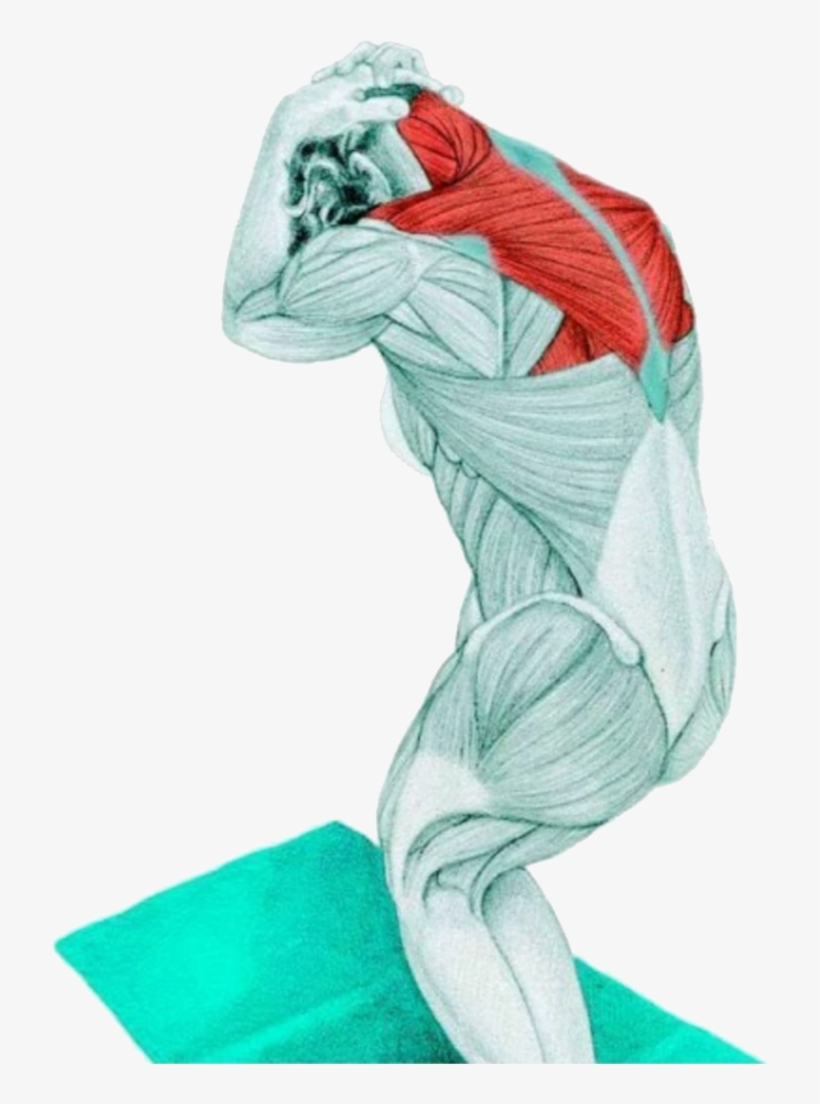 14 Myswimpro Stretch Standing Assisted Neck Flextion - Standing Assisted Neck Flexion Stretch, transparent png