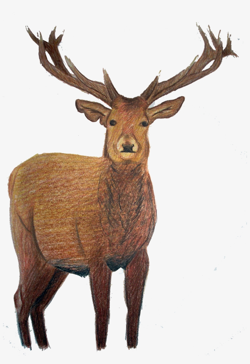 I - Elk, transparent png