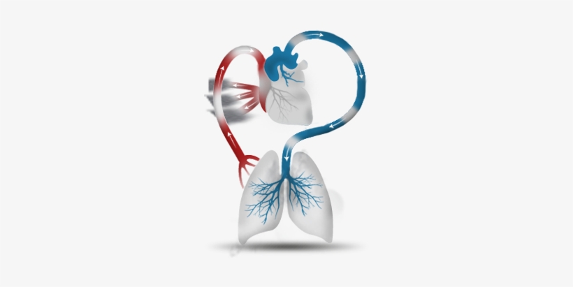 Methamphetamine Use Can Weaken The Heart, Preventing - Illustration, transparent png