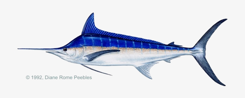 Igfa World Record - Blue Marlin, transparent png