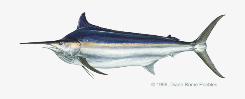 Blue And Black Marlin, transparent png