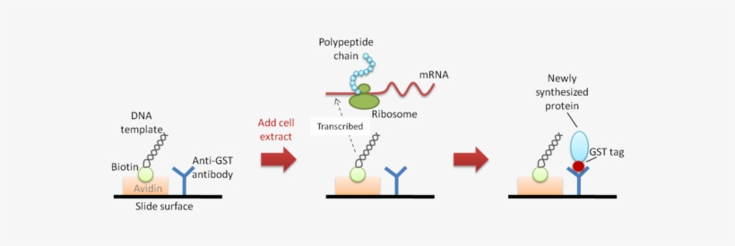 Diagram Of Nappa - Free Vs Membrane Proteins, transparent png
