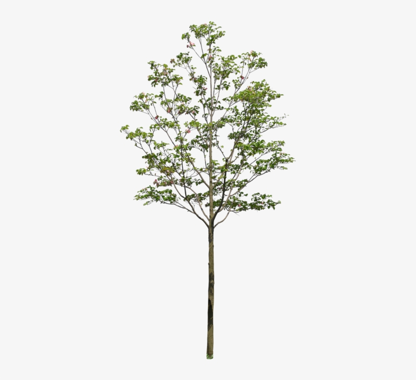 Pond Pine, transparent png