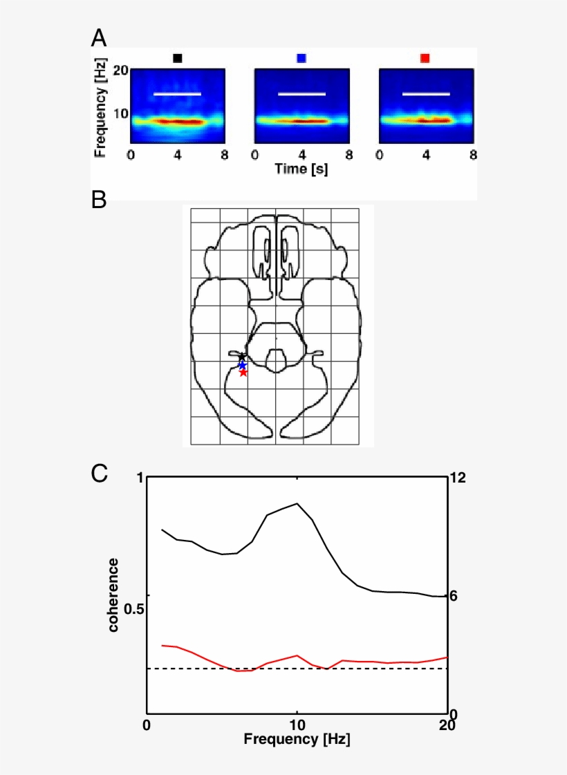 Theta Coherence Shows Local Variability Between Depth - Diagram, transparent png