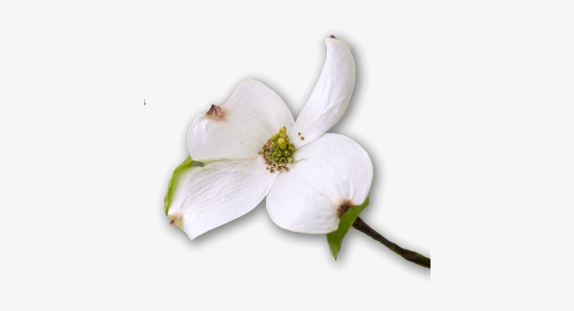The Bike Path At Dogwood Canyon Is Easy And Paved The - Flower, transparent png