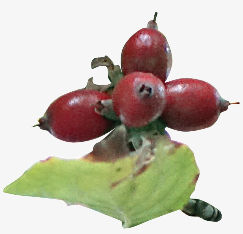 Fruit - Rose Hip, transparent png