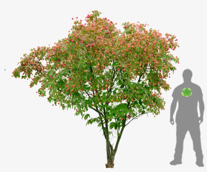 Dogwood Japonaise - Cornus Kousa Png, transparent png
