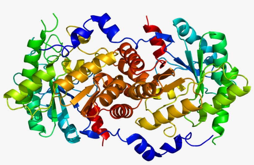 Protein Alad Pdb 1e51, transparent png