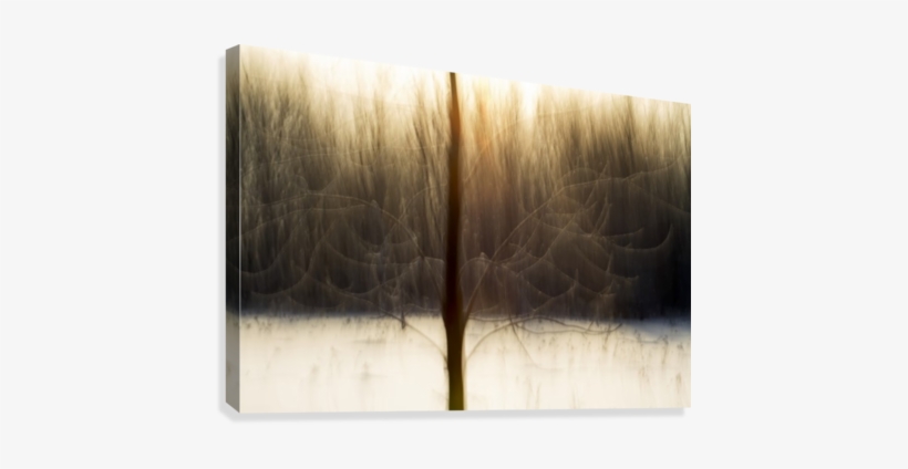Motion Blur Of Trees - Québec, transparent png