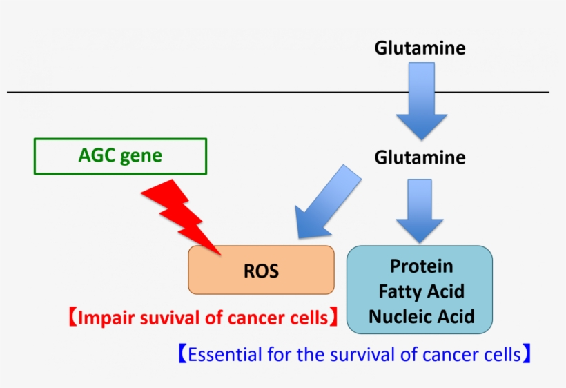Cancer Cell Metabolism Glutamine, transparent png