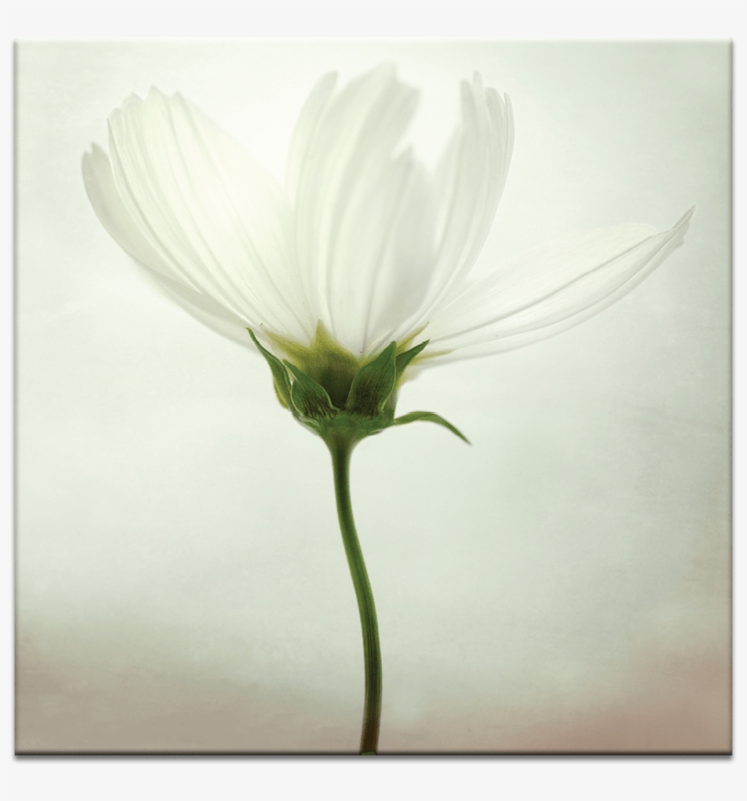 White Cosmos - Global Gallery 'white Cosmos' By Lotte Gronkjaer Framed, transparent png