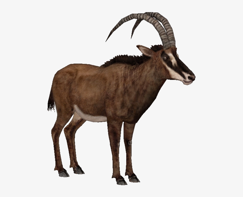 Giant Sable Antelope F - Sable Antelope Png, transparent png
