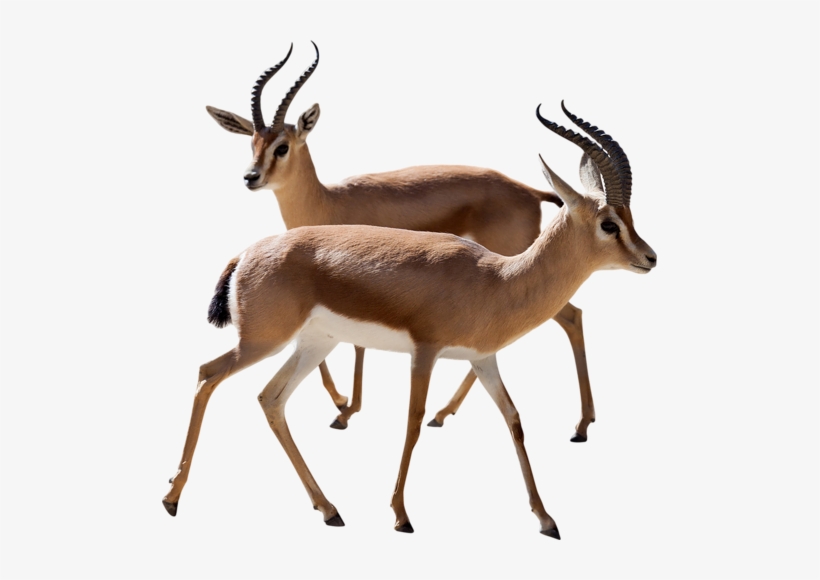 Gazelle Png Photos - Gazelle Png, transparent png