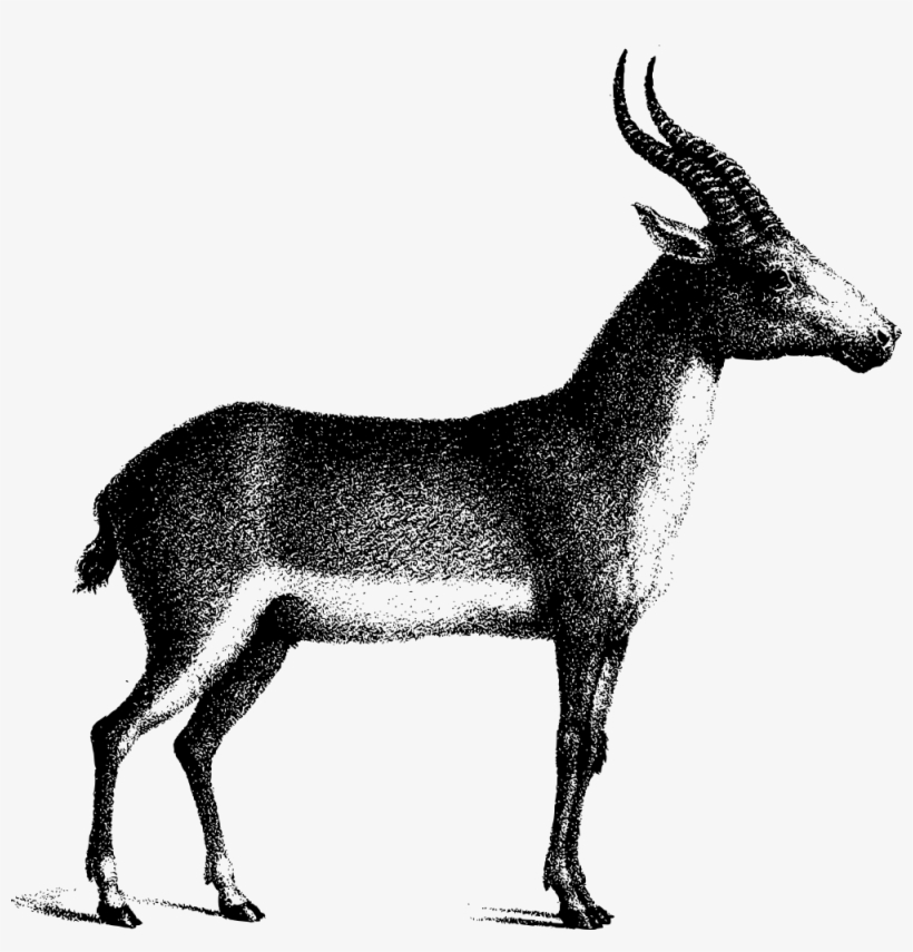Saiga Antelope - Saiga Antelope Png, transparent png