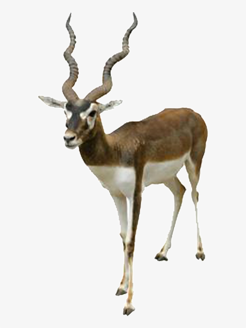 Hd Beautiful Tibetan Antelope Static Png - Blackbuck Png, transparent png