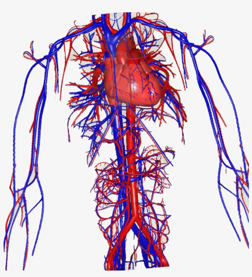 Green Screen & Biology Teaching - False Veins Of The Human Body: An Interactive Anatomy, transparent png