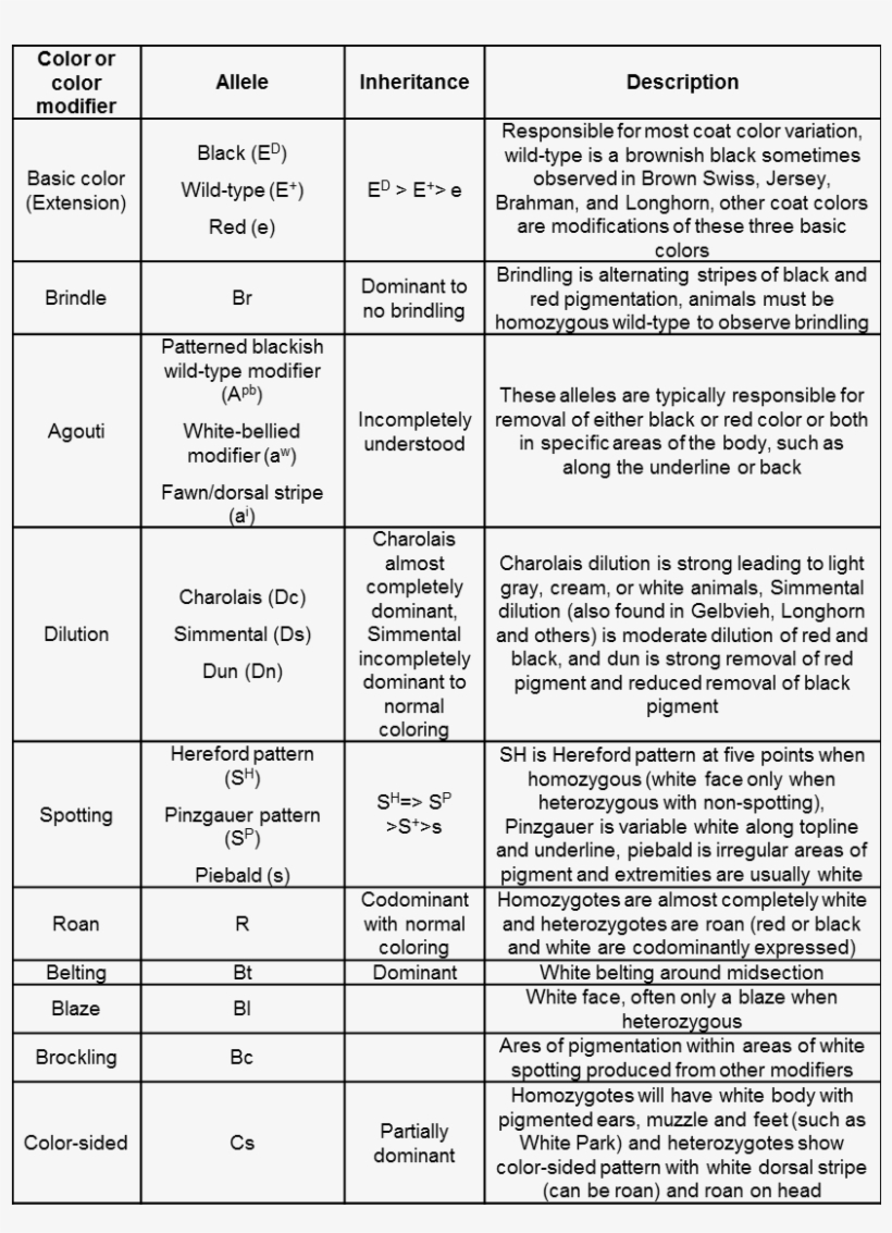Description Of Known Coat Color Patterns In Cattle - Cattle, transparent png