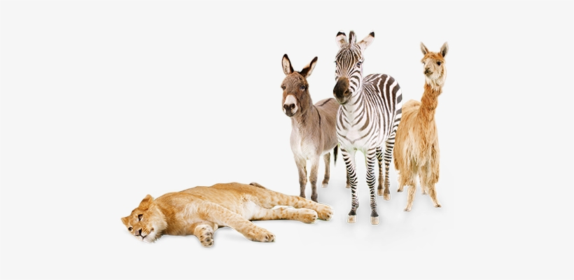 Ultra-high Quality Green Screen Stock Video Of Exotic - Exotic Animal With Transparent Background, transparent png