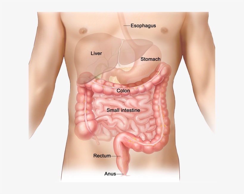 Benefits Of Colon Hydrotherapy - Anus In Human Body, transparent png