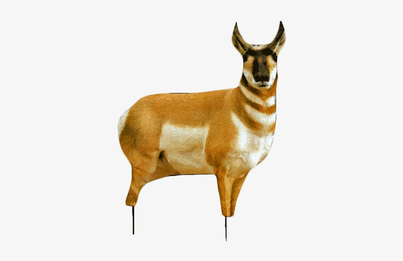Dsc - Montana Decoy Antelope Buck And Doe Combo Decoy Pack, transparent png