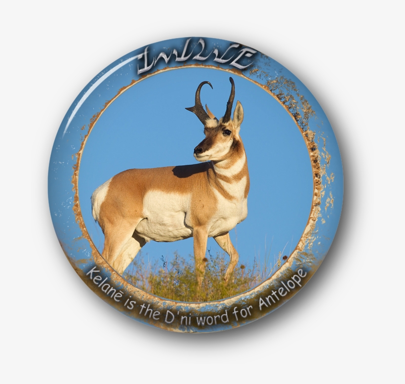 Archive 19 Nov 2016 - Pronghorn Antelope, transparent png