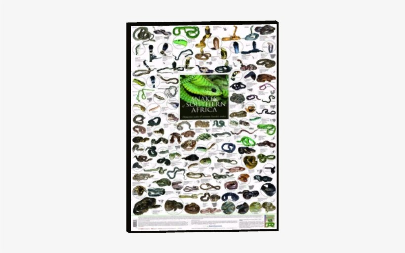 Zoo Animal Posters 14 - Snakes In South Africa Poster, transparent png