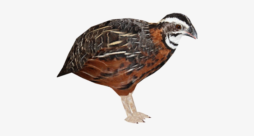 Harlequin Quail 1 - Quail, transparent png