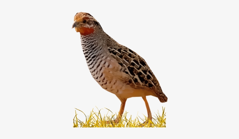 Turkey, transparent png