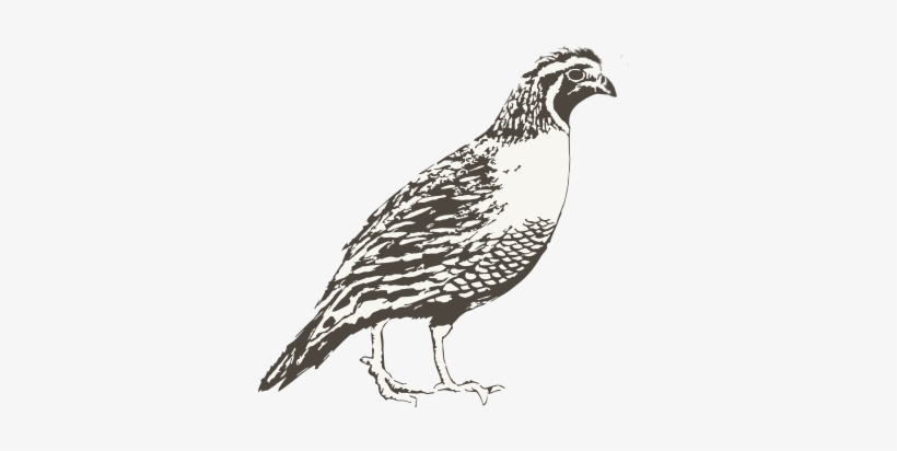 Imported Quail, transparent png