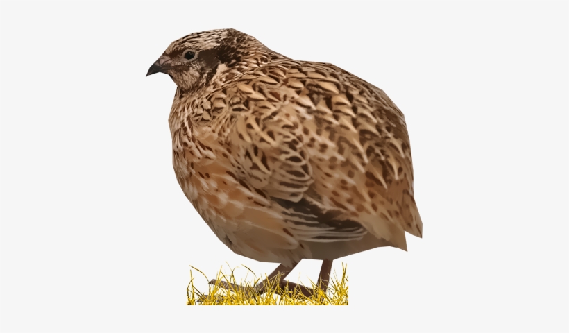 Photography, transparent png