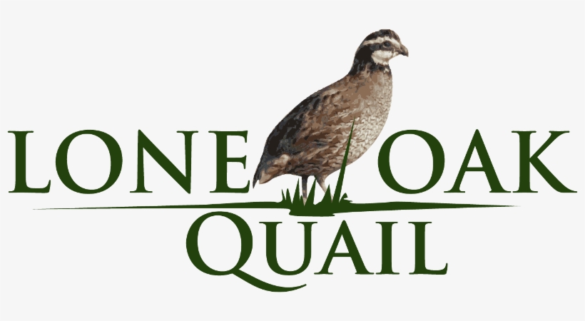 Lone Oak Quail - Benchmark Space Systems, transparent png