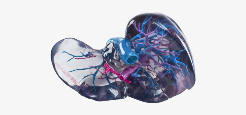 Anatomical Models - Stratasys J750, transparent png